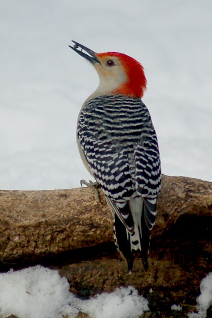 Red-bellied Woodpecker photo #5