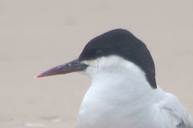Arctic Tern (adult) Photo 2