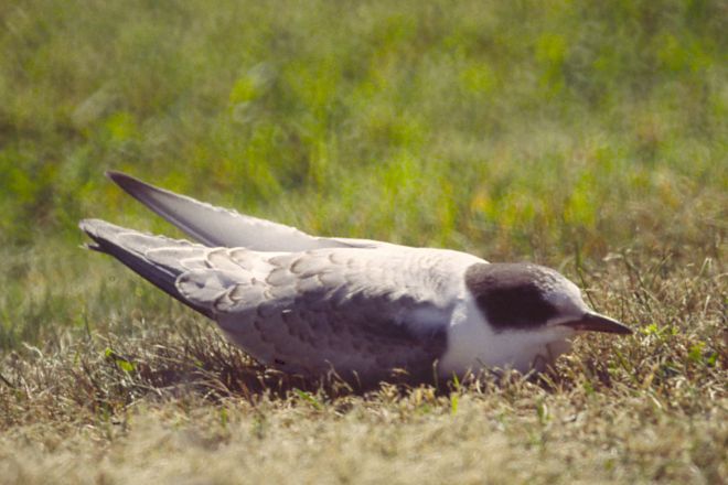 Arctic Tern (juvenile)