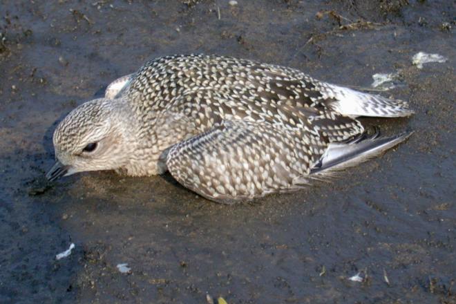 dying Black-bellied Plover