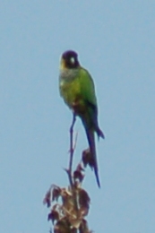 Nanday Parakeet photo #2