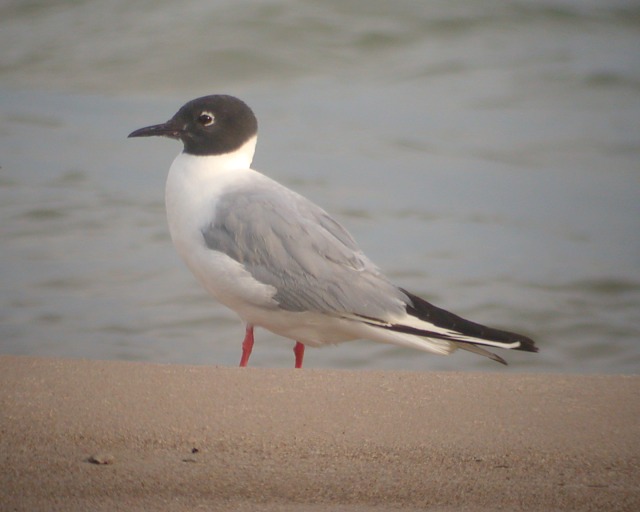 Bonaparte's Gull (adult breeding)