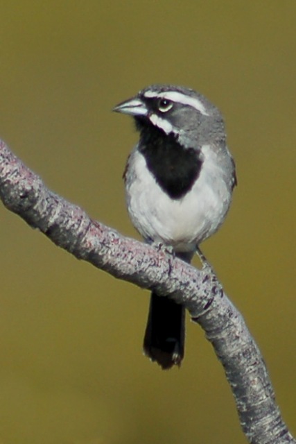 Black-throated Sparrow photo #4