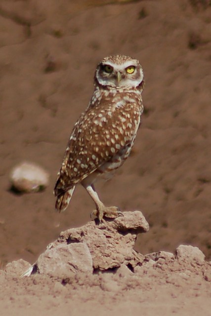 Burrowing Owl photo #1