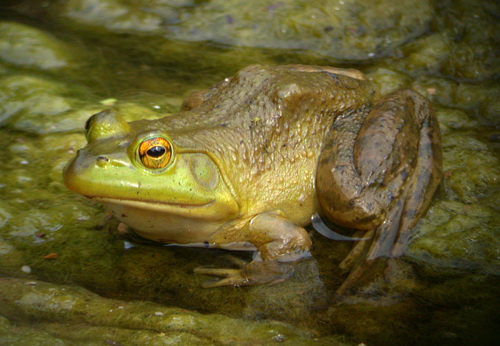 Bull Frog photo #1
