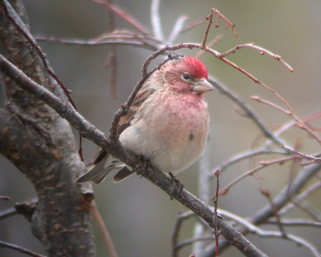 Cassin's Finch (male)