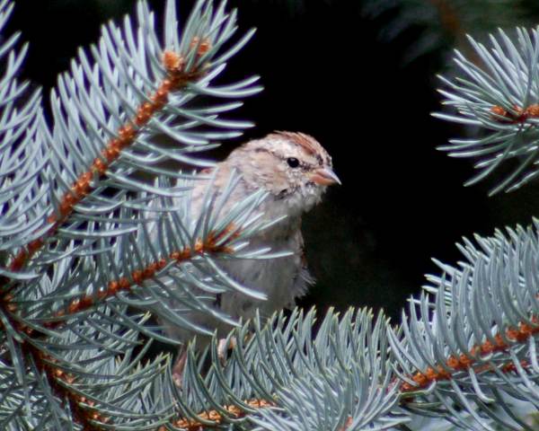 Chipping Sparrow (basic plumage)