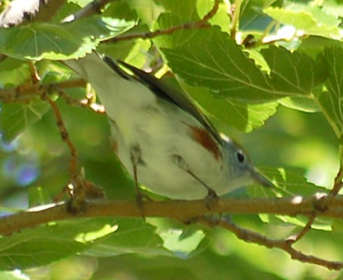 Chestnut-sided Warbler (fall adult)