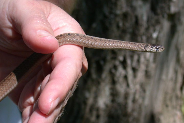 Northern Brown Snake (