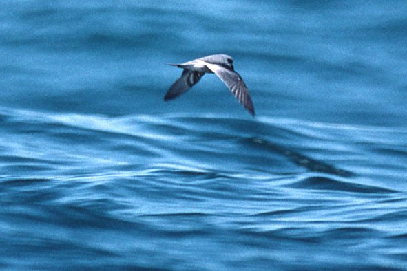 Fork-tailed Storm-petrel