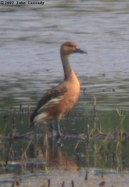 Fulvous Whistling-duck Photo 2