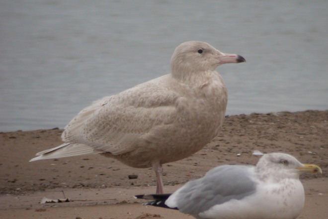 Glaucous Gull (first cycle) photo #4