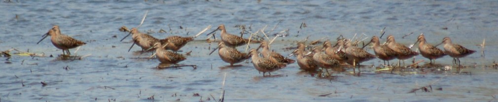 Long-billed Dowitcher Photo 1