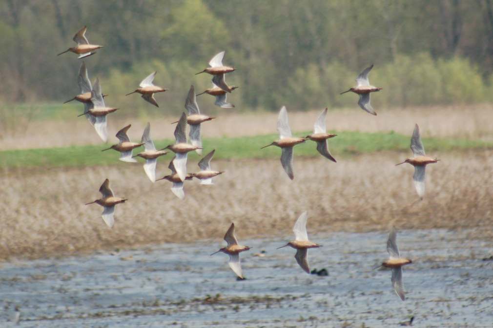 Long-billed Dowitcher Photo 2