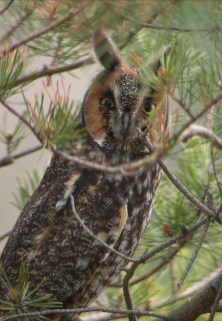 Long-eared Owl Photo 1