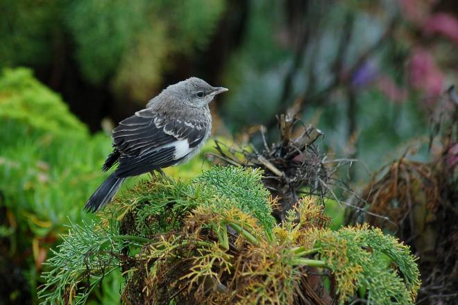 Northern Mockingbird (fledgling) photo #1