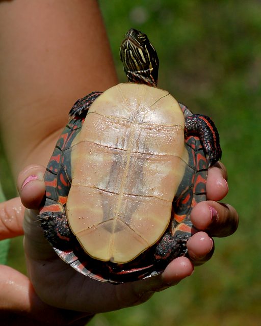 Midland Painted Turtle (adult) photo #2