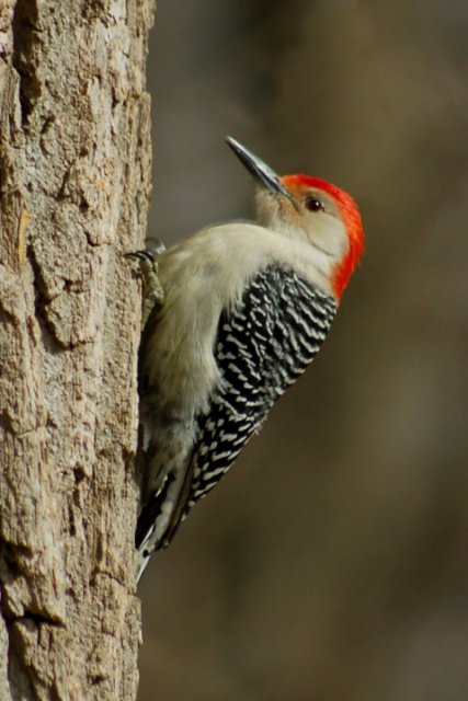 Red-bellied Woodpecker photo #2