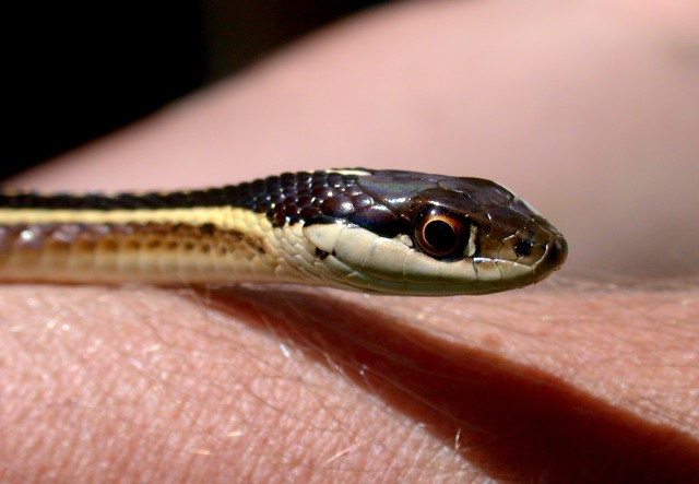 Eastern Ribbon Snake photo #1