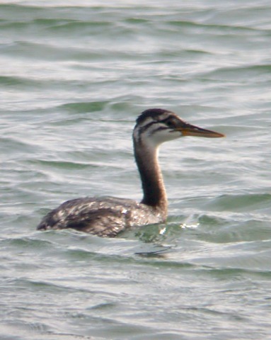 Red-necked Grebe (juvenile)