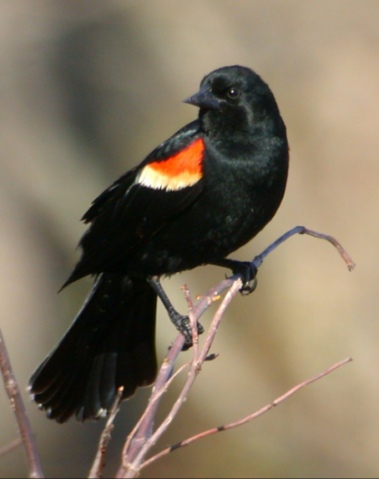 Red-winged Blackbird photo #2