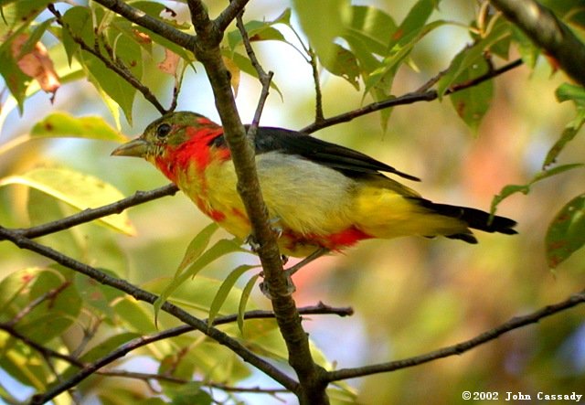 Scarlet Tanager (molting male) Photo 2