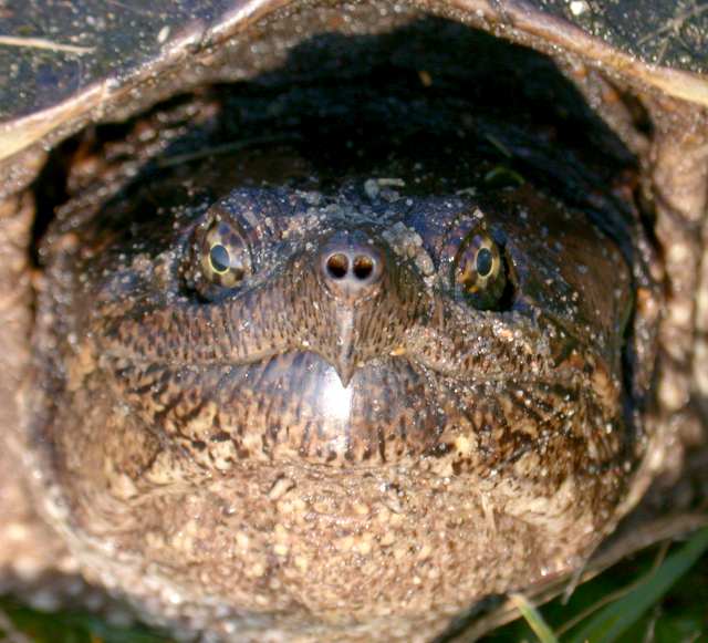 Common Snapping Turtle (adult) photo #1