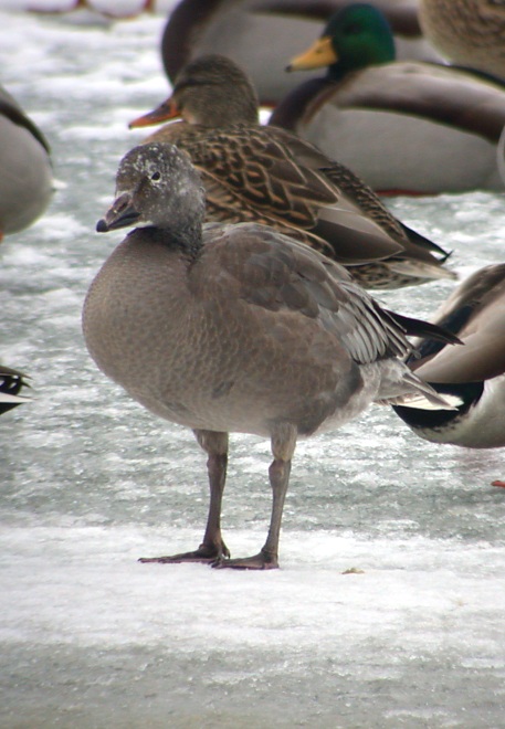 Snow Goose (juvenile blue form)1