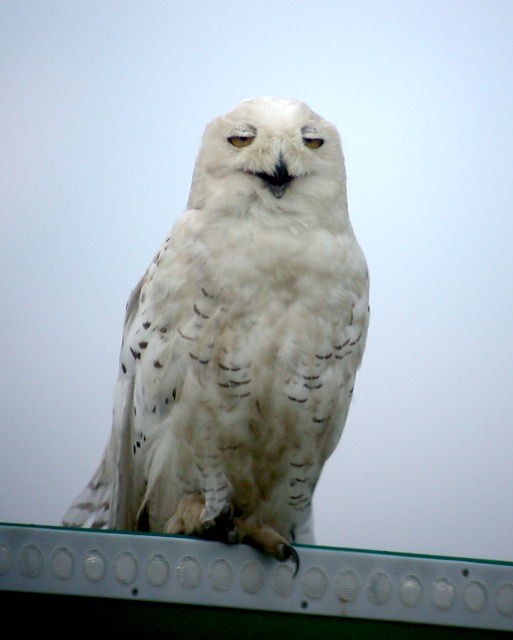 Snowy Owl (adult)