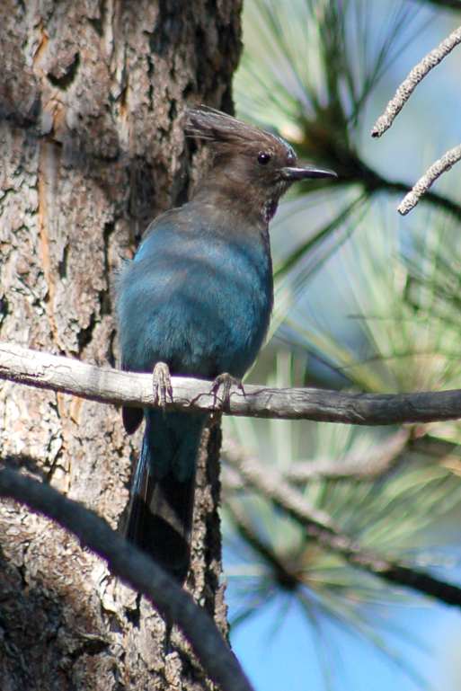 Steller's Jay (Pacific form) photo #1