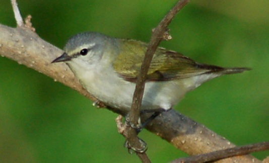 Tennessee Warbler photo #3