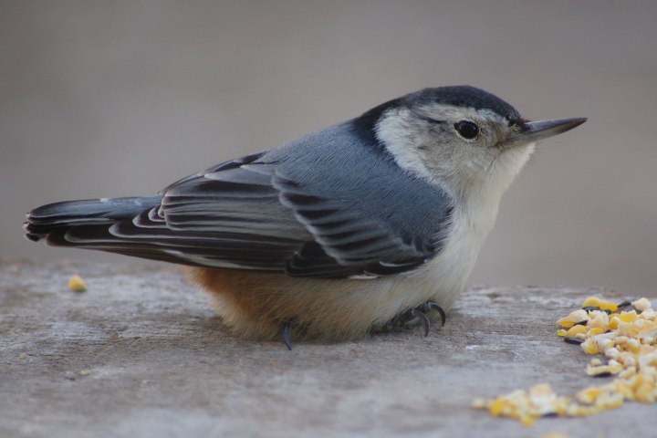 White-breasted Nuthatch photo #3