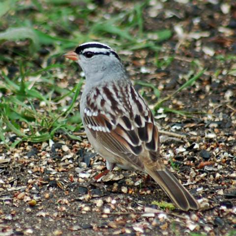 White-crowned Sparrow adult