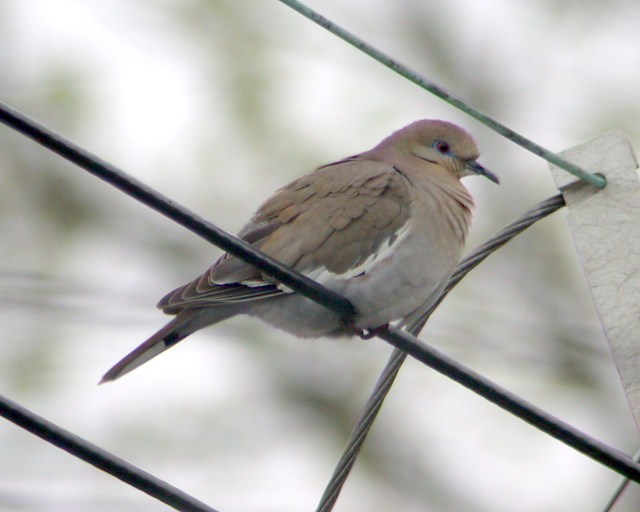 White-winged Dove photo