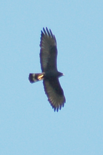 Zone-tailed Hawk (adult in flight)