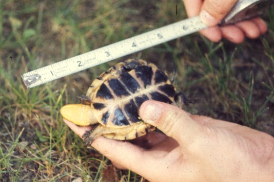 Blanding's Turtle (juvenile)