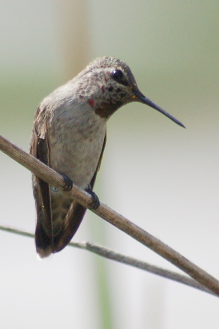 Anna's Hummingbird (female) photo #3