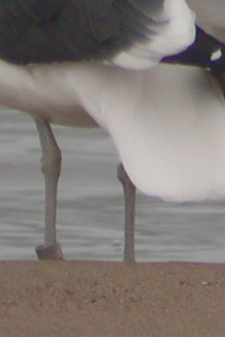 Mystery Gull (Adult) Photo 3