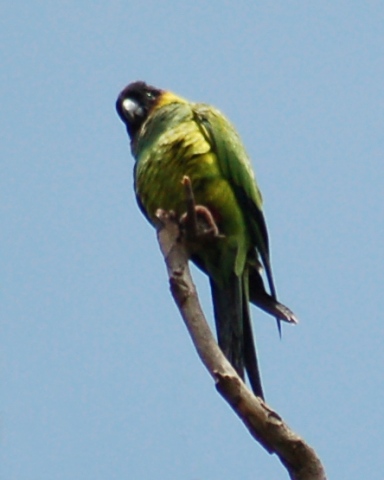 Nanday Parakeet photo #1