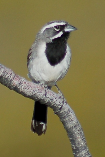 Black-throated Sparrow photo #3