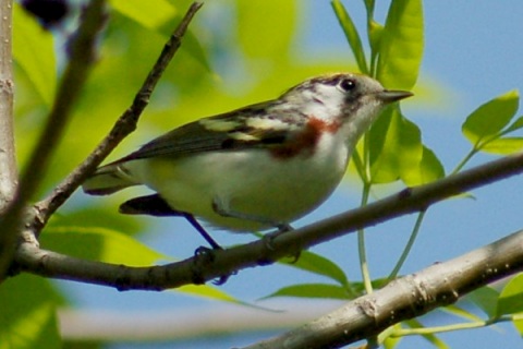 Chestnut-sided Warbler (spring female)