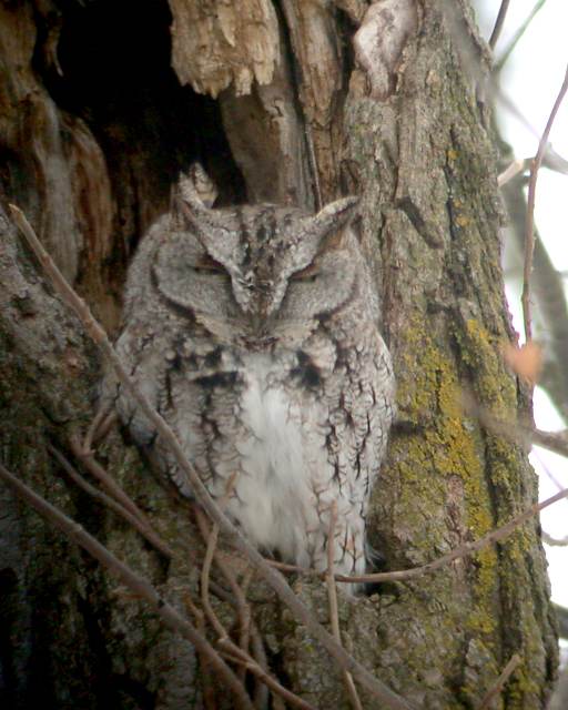 Eastern Screech-Owl photo #1