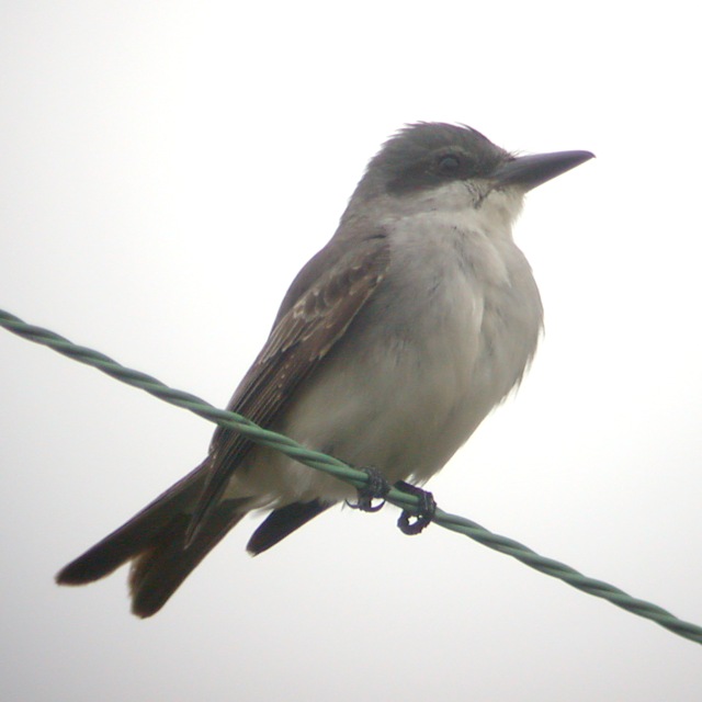 Gray Kingbird Photo 2