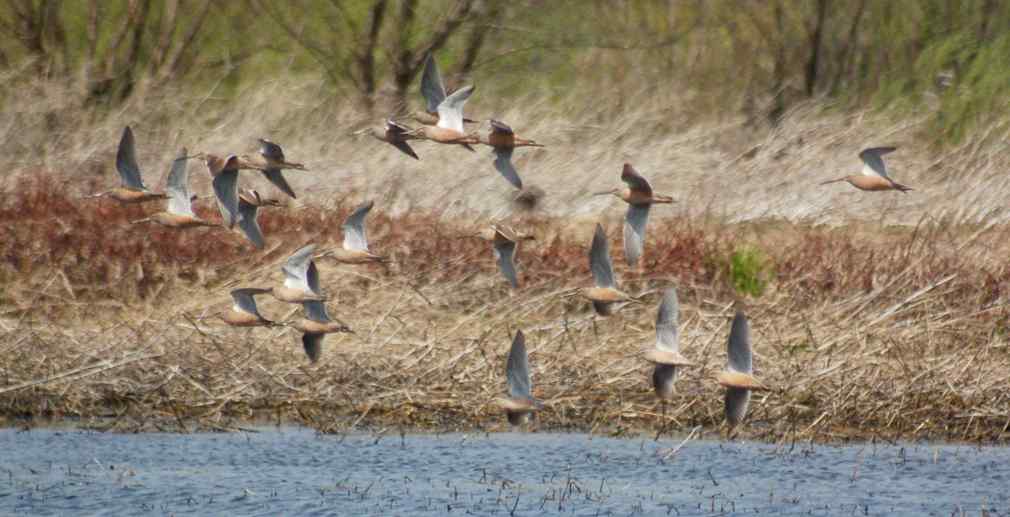 Long-billed Dowitcher Photo 4