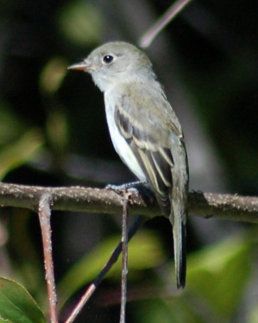 Least Flycatcher (juvenile)