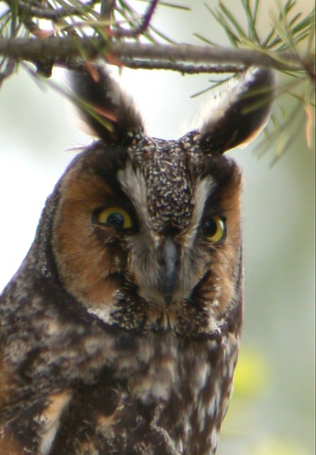 Long-eared Owl Photo 2