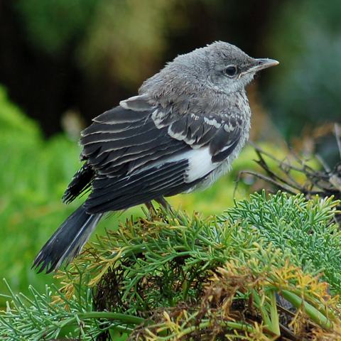 Northern Mockingbird (fledgling) photo #2