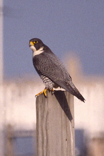 Peregrine Falcon (adult)