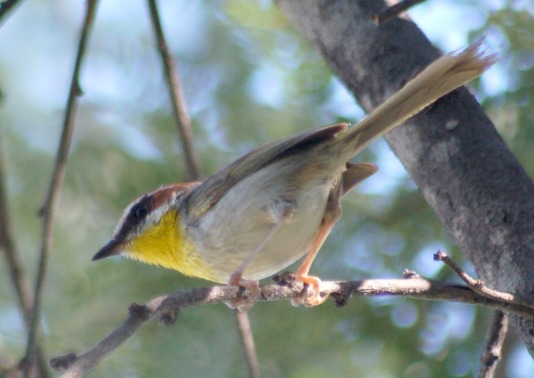 Rufous-capped Warbler (adult)