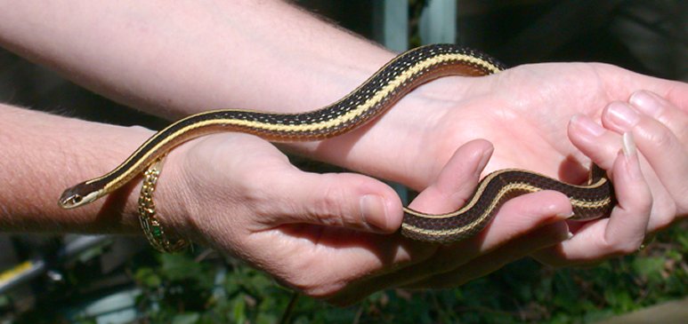Eastern Ribbon Snake photo #2